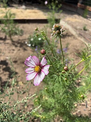 Cosmos