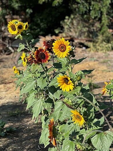 Sunflowers