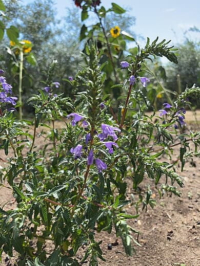 Purple wildflower