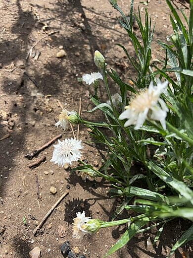 White wildflowers