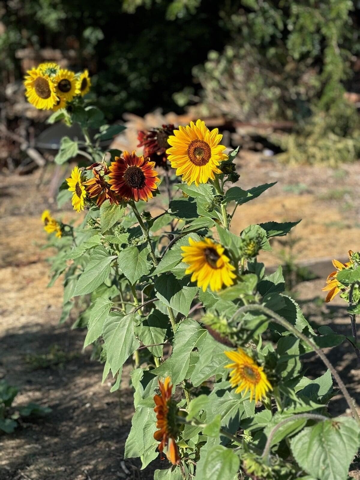 Sunflowers
