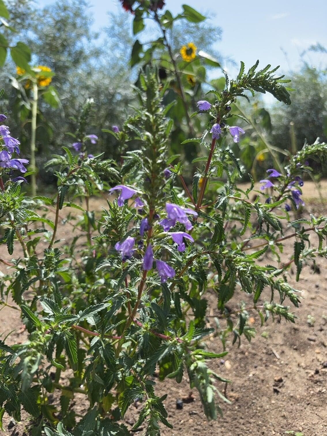 Purple wildflower